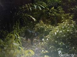 Viral! Black Panther di India Hebohkan Warganet