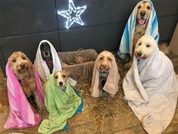 Anjing Kerap Pasang Tampang Bersalah Saat Dimarahi, Ternyata Tipuan?