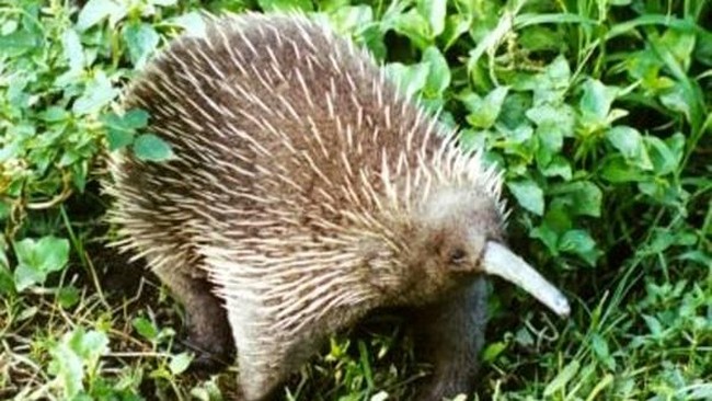 Landak Irian atau Zaglossus bruijnii merupakan mamalia endemik Papua dan Australia. Mengapa ia terancam punah?