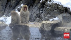 'Reuni' dengan Monyet Muka Merah di Jigokudani