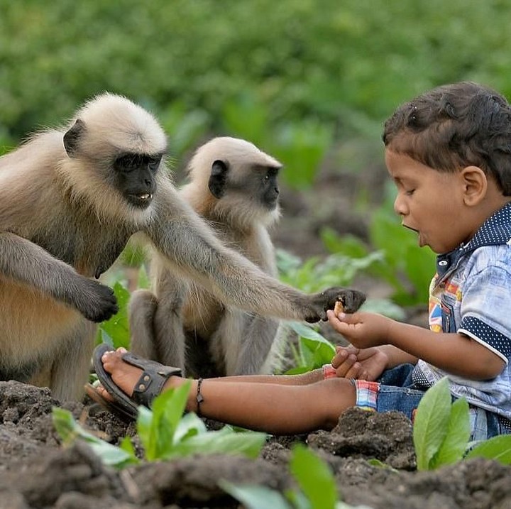 <p>Samarth Bangari yang berusia 2 tahun mengingatkan pada tokoh Mowgli dari kisah The Jungle Book. (Foto: Getty Images/Manjunath Kiran)</p>