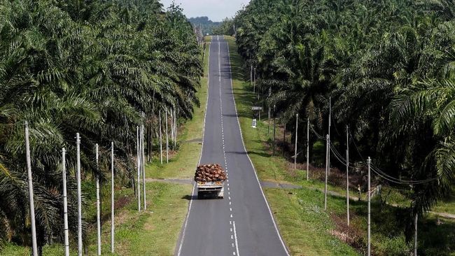 Eropa Larang Impor Hasil Pembabatan Hutan, Nasib CPO RI Piye?