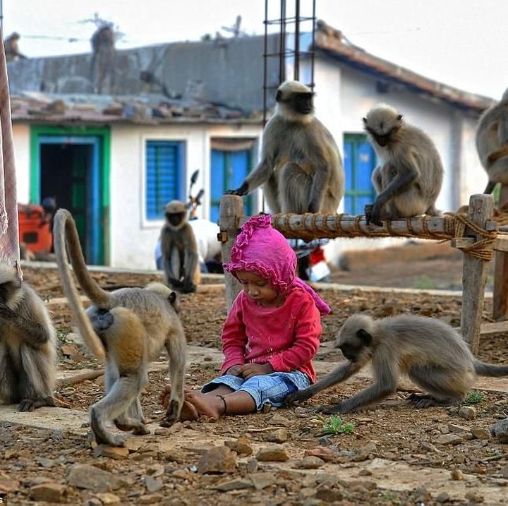 <p>Bahkan meski sedang tidur, Samarth dibangunkan sering dibangunkan oleh binatang berbulu itu. (Foto: Getty Images/Manjunath Kiran)</p>