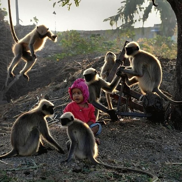 <p>Bocah yang berasal dari Allapur, Karnataka, India ini menjadi local legend karena bisa dengan sekawanan monyet langur. (Foto: Getty Images/Manjunath Kiran)</p>