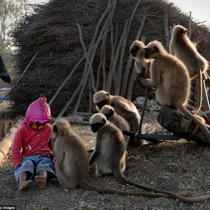 <p>Samarth sering mengikuti mimik dan suara monyet. (Foto: Getty Images/Manjunath Kiran)</p>