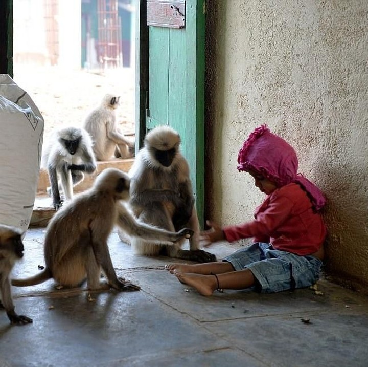 <p>Kalau Samarth main sama temannya, kadang parang monyet jadi kelihatan lebih agresif. (Foto: Getty Images/Manjunath Kiran)</p>