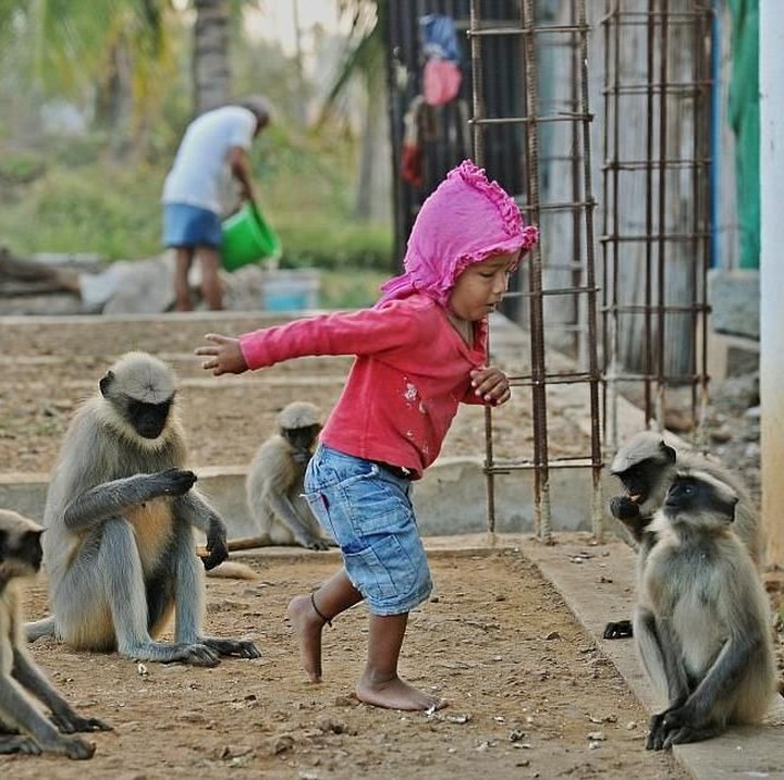 <p>Pertemanan bocah bernama Samarth ini bermula saat dirinya memberikan sepotong roti pada monyet-monyet sekitar. (Foto: Getty Images/Manjunath Kiran)</p>