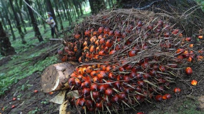 Bos Sawit Sumringah! Harga CPO Diramal Naik Hingga 10%