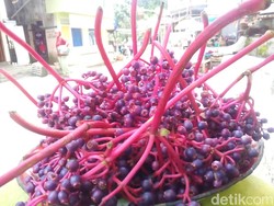 Parijoto dan Alkesa, 2 Buah Eksotis dan Unik dari Jawa Tengah