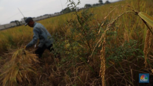 El Nino Sangat Kuat OTW ke RI, BMKG Minta Petani Ubah Jadwal Tanam