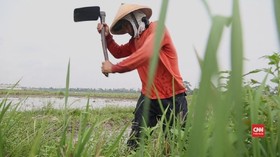 Jumlah Petani Berkurang, Tingkat Pengangguran Di Desa Naik