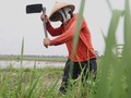 Pemerintah Klaim Serap Gabah 700 Ton dari Petani Jatim