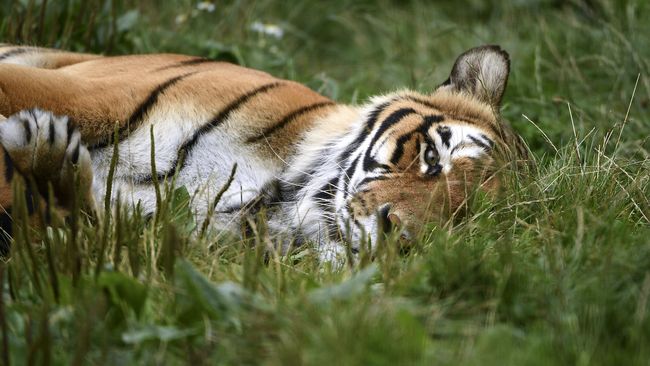 Baghdad Zoo Kebun Binatang Dengan Sejarah Tersuram Di Dunia Baghdad Zoo Kebun Binatang Dengan Sejarah Tersuram Di Dunia