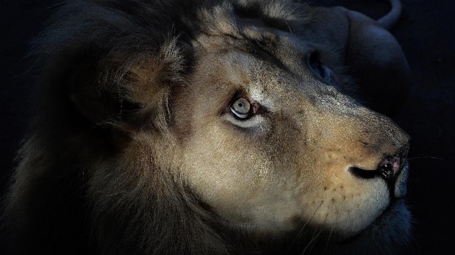 FOTO: Raung Merintih si 'Kucing Besar'