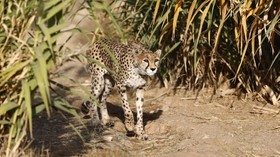 6 Binatang Tercepat di Bumi Lebih Ngebut dari Cheetah