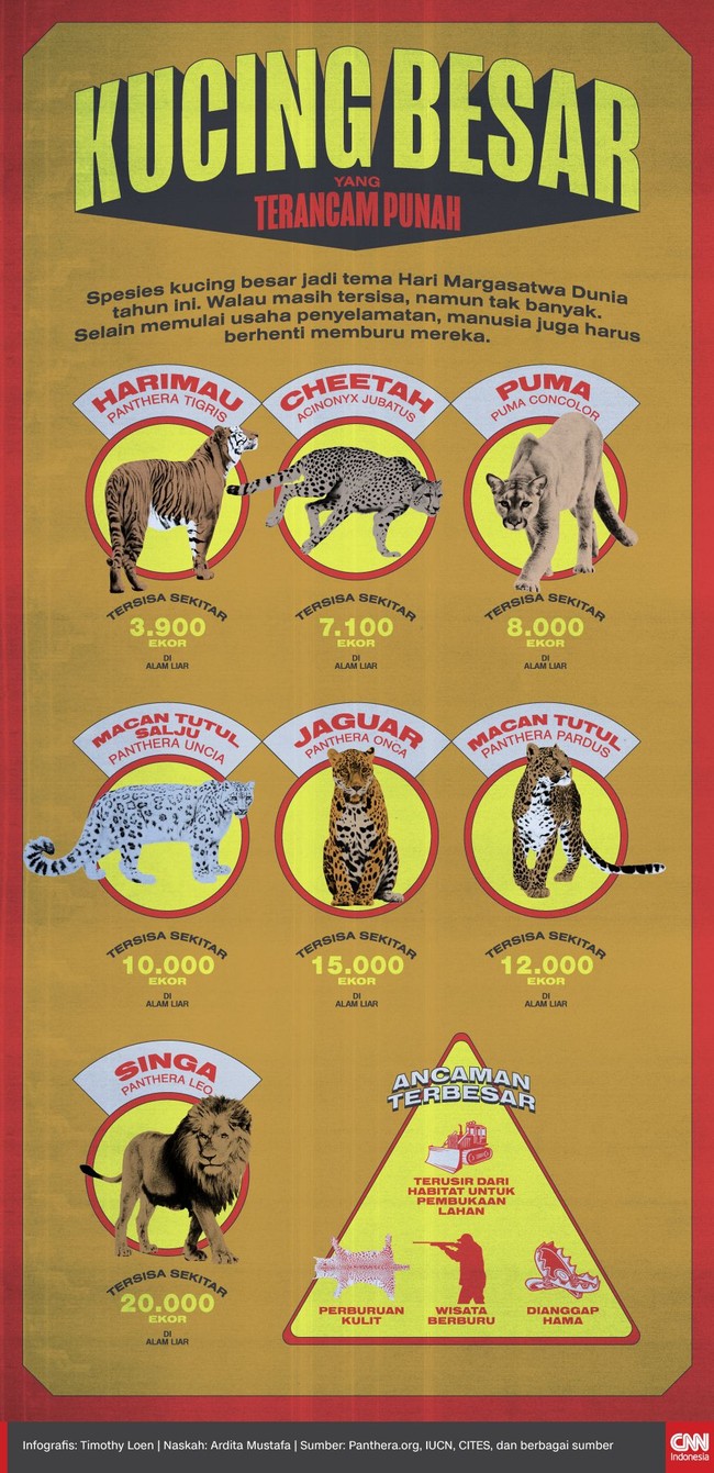 Kucing-kucing besar seperti singa, harimau, atau cheetah jadi tema Hari Margasatwa Dunia tahun ini. Mereka kini terancam punah.