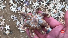 VIDEO: Ribuan Bintang Laut Mati Terdampar di Pantai Inggris