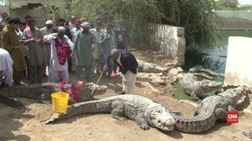 VIDEO: Festival Buaya di Pakistan yang Sempat Terlupakan