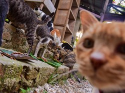 Tidak Suka Kucing Itu Boleh, Tapi Nggak Pake Nyiksa Juga Kali