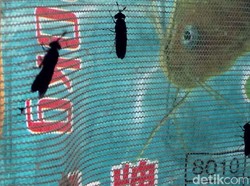 Pendayagunaan Lalat Sebagai Pakan Alternatif Ikan