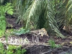 Bikin Heboh Sebarkan Isu Kemunculan 5 Harimau, Syawaludin Minta Maaf