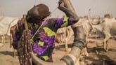 FOTO: Ikatan Suku Sudan Selatan dan Ternak Kala Kekeringan Ketika musim kering, para gembala dari suku Dinka di Sudan Selatan menggiring ternak ke pinggir Sungai Nil. Dengan sekuat raga mereka menjaga ternak tersebut.