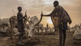 FOTO: Ikatan Suku Sudan Selatan dan Ternak Kala Kekeringan Ketika musim kering, para gembala dari suku Dinka di Sudan Selatan menggiring ternak ke pinggir Sungai Nil. Dengan sekuat raga mereka menjaga ternak tersebut.