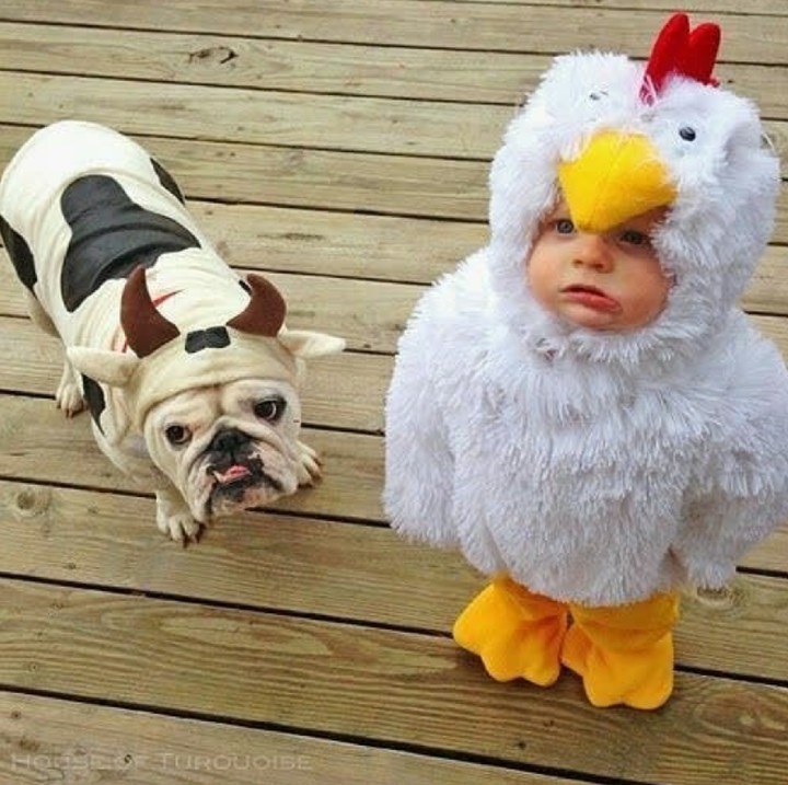 <p>Ayamnya imut banget. (Foto: Instagram/via inspiradposts)</p>