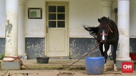 KPK Titipkan Dua Ekor Kuda Jokowi di Istana Bogor