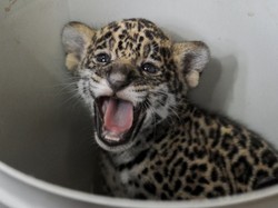 Jaguar dan Ular Jadi Teman Terapi Anak Difabel di Kuba