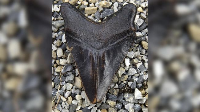 Sebuah fosil gigi hiu Megalodon berusia lebih dari dua juta tahun yang disimpan secara sembunyi di Australia lenyap tak berbekas tanpa diketahui petugas.