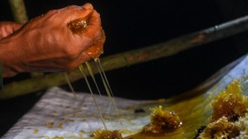 FOTO: Perburuan demi 'Segenggam' Madu