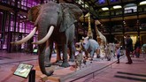 FOTO: Mengenal Kisah Ibu Bumi di Tengah Paris Di tepi Sungai Seine yang membelah kota Paris, berdiri The French National Museum of Natural History mengisahkan perjalanan ibu Bumi menaungi kehidupan manusia.