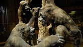 FOTO: Mengenal Kisah Ibu Bumi di Tengah Paris Di tepi Sungai Seine yang membelah kota Paris, berdiri The French National Museum of Natural History mengisahkan perjalanan ibu Bumi menaungi kehidupan manusia.