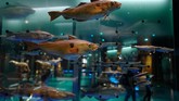 FOTO: Mengenal Kisah Ibu Bumi di Tengah Paris Di tepi Sungai Seine yang membelah kota Paris, berdiri The French National Museum of Natural History mengisahkan perjalanan ibu Bumi menaungi kehidupan manusia.