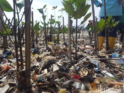 DKI Duga Sampah Pantai Mangrove Muara Angke Terbawa Arus dari Daerah Lain