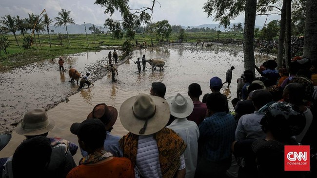 FOTO: Pacu Jawi di Tanah Datar