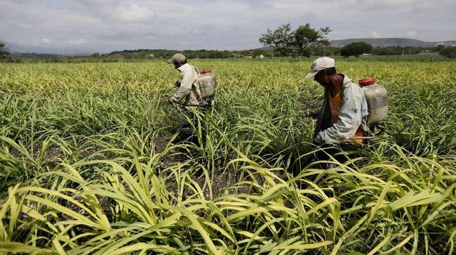 Top! RI Jajaki Peluang Tebu Jadi Campuran BBM