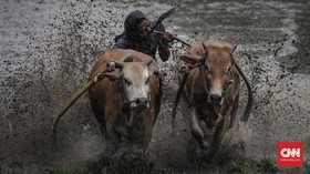 FOTO: Pacu Jawi di Tanah Datar