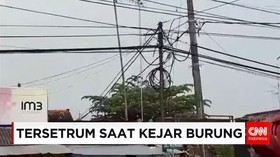 Tersetrum Saat Mengejar Burung Peliharaan yang Lepas