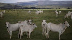 Ratusan Ribu Sapi Dikhawatirkan Mati Akibat Banjir Australia