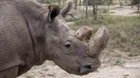 Sudan, si Badak 'Tinder' yang Resmi Punah