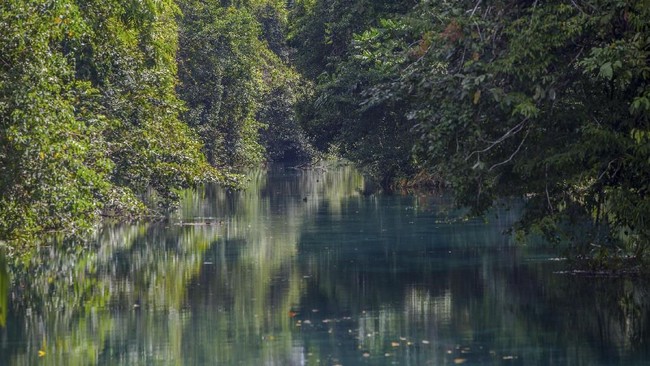 FOTO: Menengok Hutan Desa Pertama di Papua