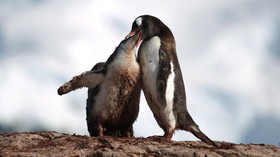 FOTO: Pinguin dan Tanah Antartika yang Terancam