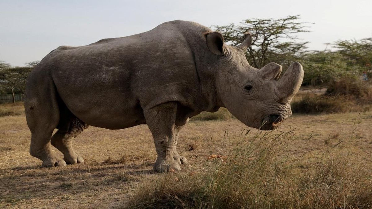 FOTO: Selamat Tinggal Sudan