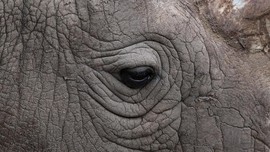 FOTO: Selamat Tinggal Sudan