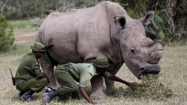 Tim peneliti dari Sandiago Zoo Institute for Conservation Research mengumumkan kehamilan Badak Putih Utara bernama Victoria.