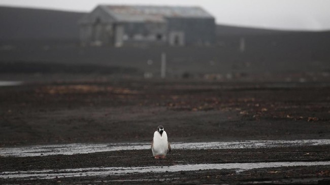 Tim peneliti dari Museum Canterbury, melaporkan telah menemukan fosil penguin raksasa setinggi 1,6 meter dan bobor 80 kg di bagian selatan Selandia Baru.