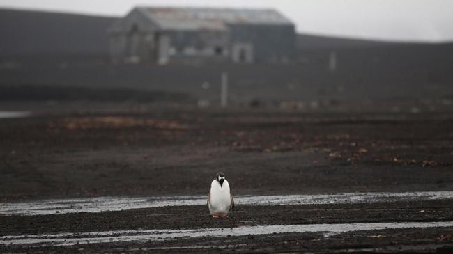 Fosil Penguin Raksasa Ditemukan di Selandia Baru