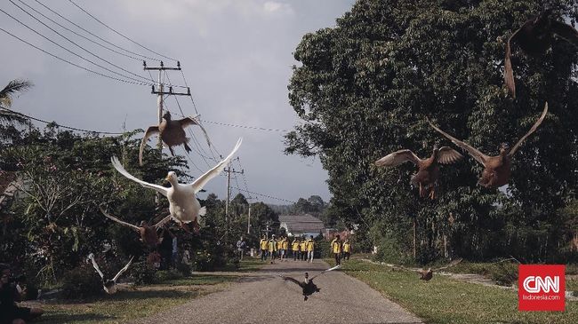 Setelah sempat absen selama dua tahun, gelaran pacu tabang itiak kembali digelar di Kabupaten Limapuluh Kota, Sumatera Barat (Sumbar).
